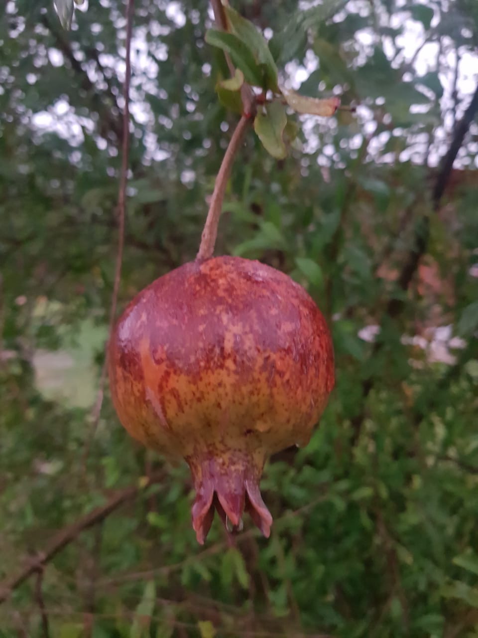 WhatsApp Image 2022-03-26 at 10.07.08 AM